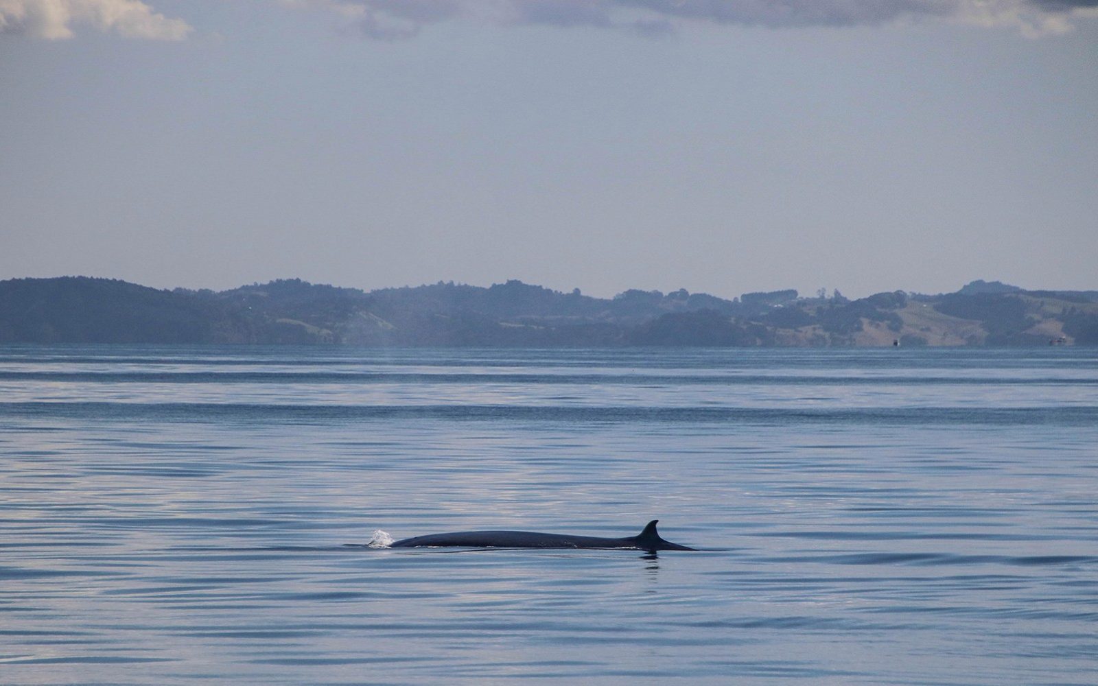 Half-Day Whale and Dolphin Safari Cruise from Auckland