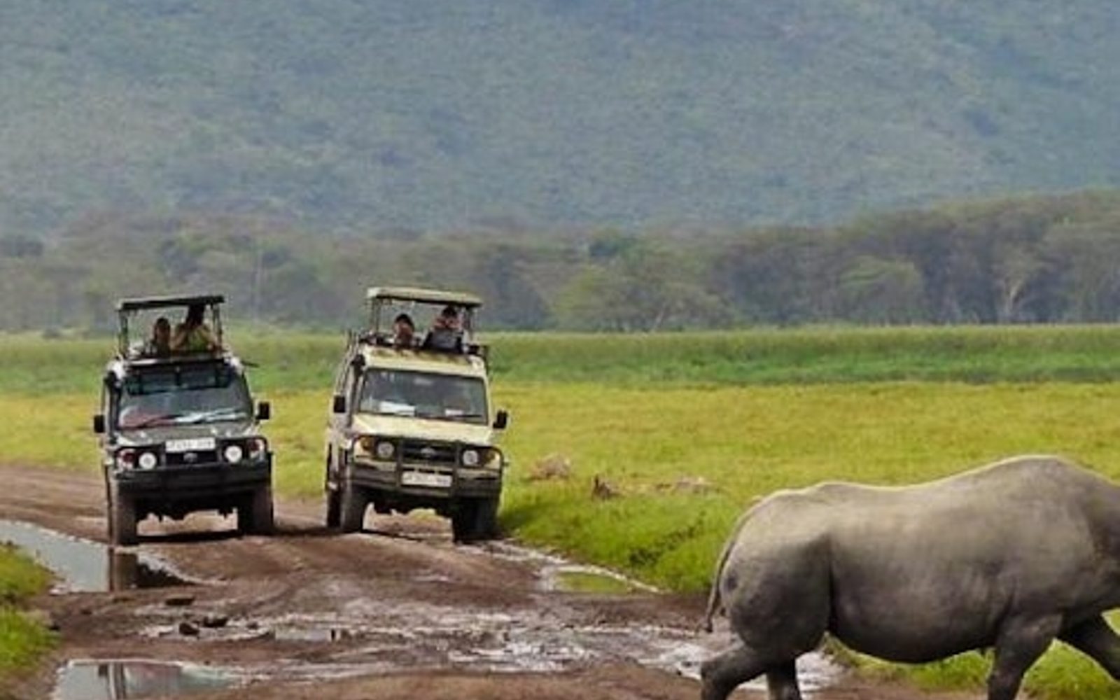 Cape Town: Safari Sehari Penuh dengan Pemandu + Transfer Pulang Pergi + Makan Siang