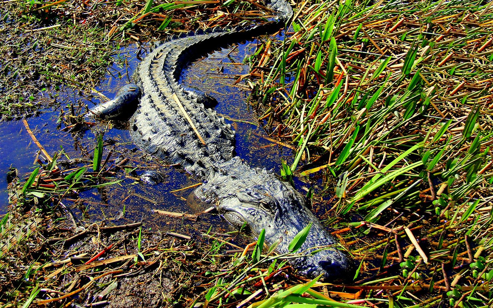 Tour d'une heure en hydroglisseur dans les Everglades avec billets pour le parc animalier