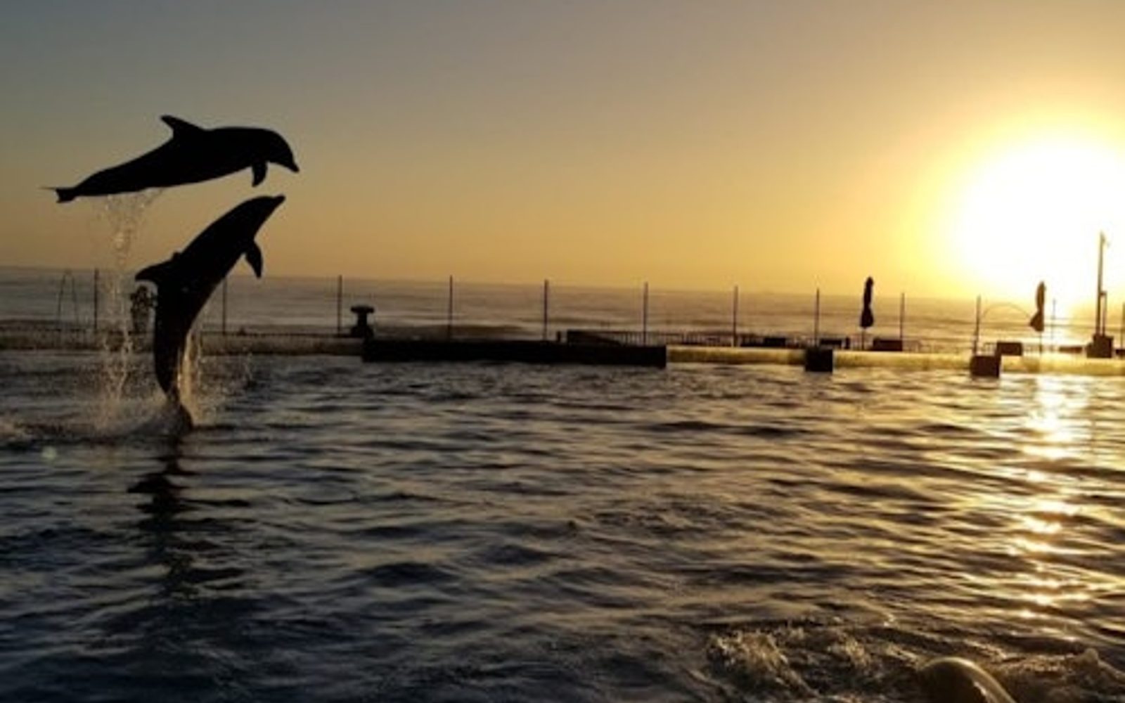 Vstupenka na dobrodružství s delfíny v Marinelandu