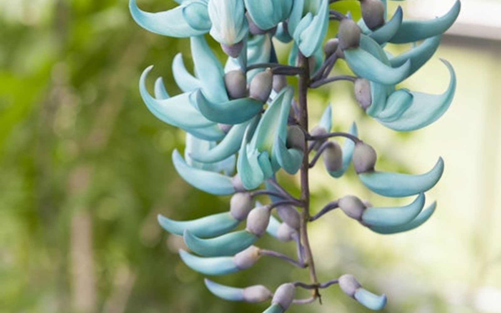 Hortus Botanicus Leiden: Skip The Line Ticket