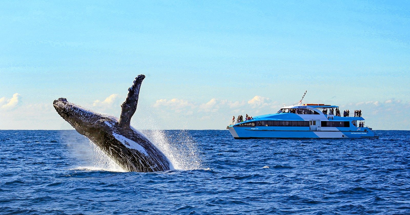 A Symphony of Adventure: Sydney's Must-Do Experiences