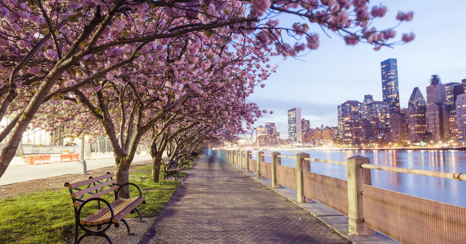 Spring Cherry Blossoms on Roosevelt Ave in New York City