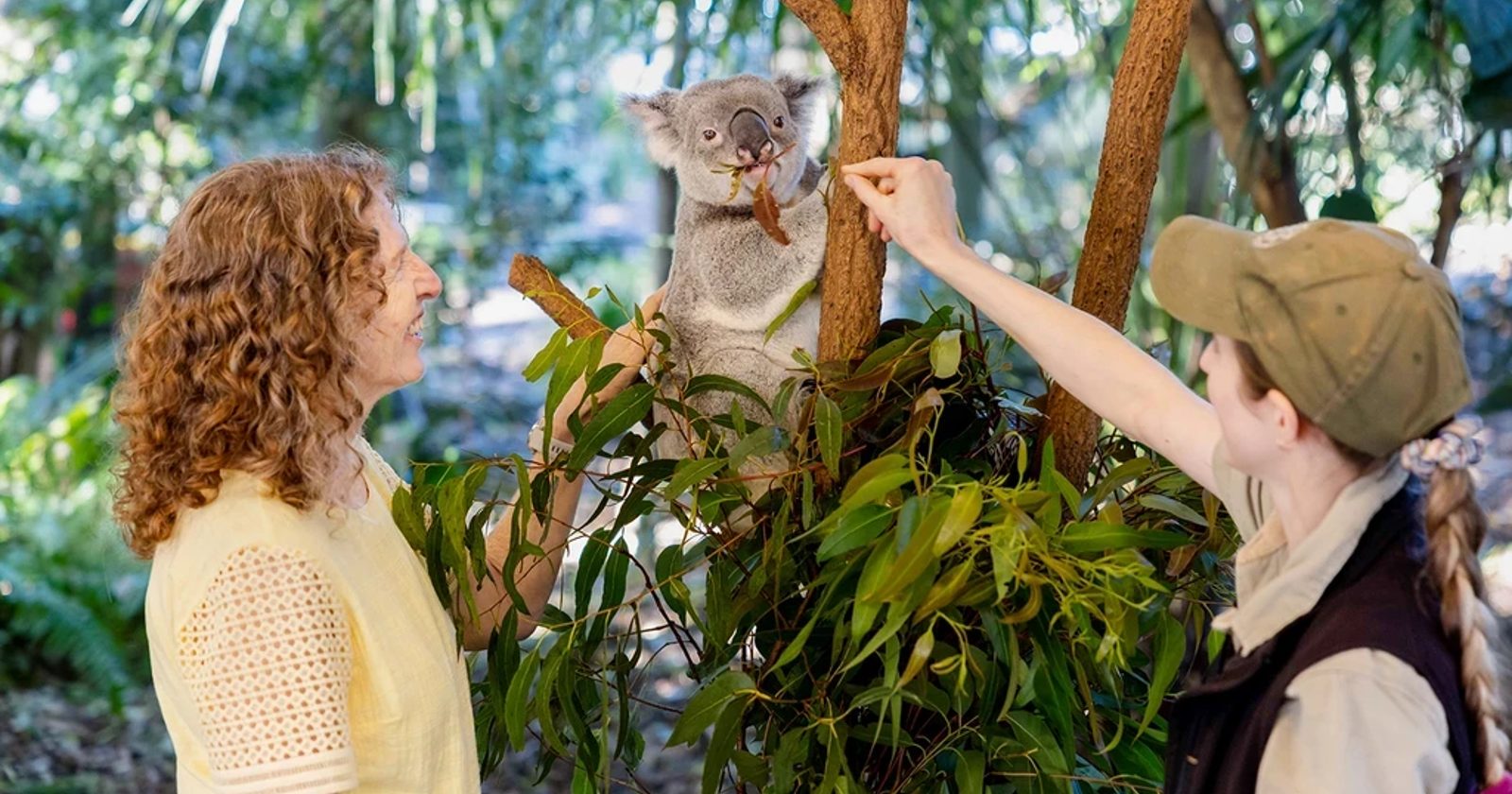 The Urban Explorer's Guide to Brisbane's Natural Wonders
