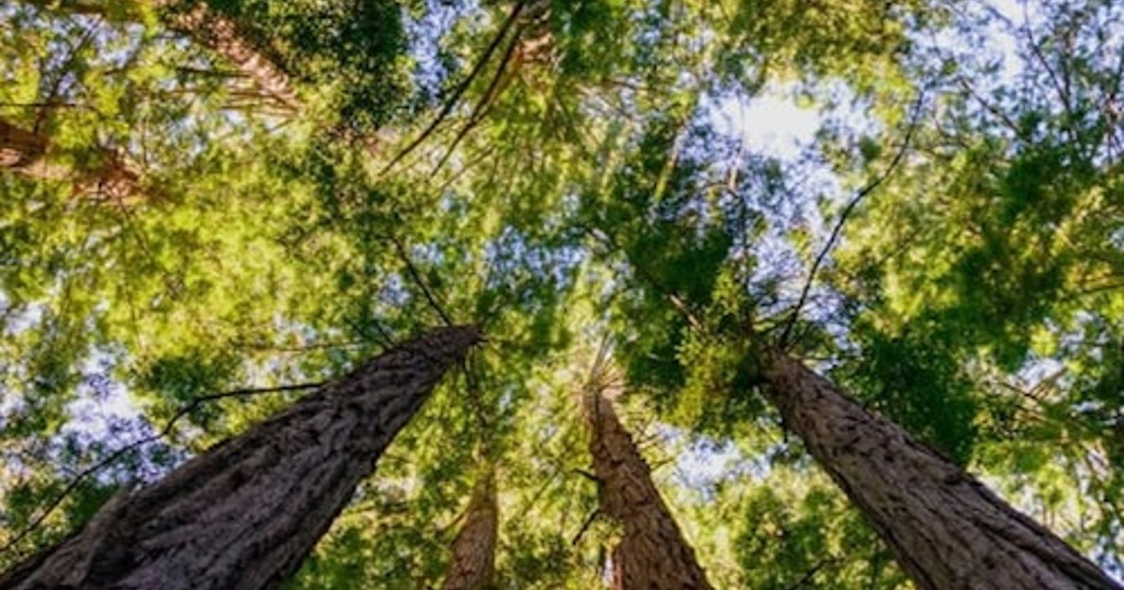 🌲 OMG, Your Feed Needs This Nature-Gram Overload