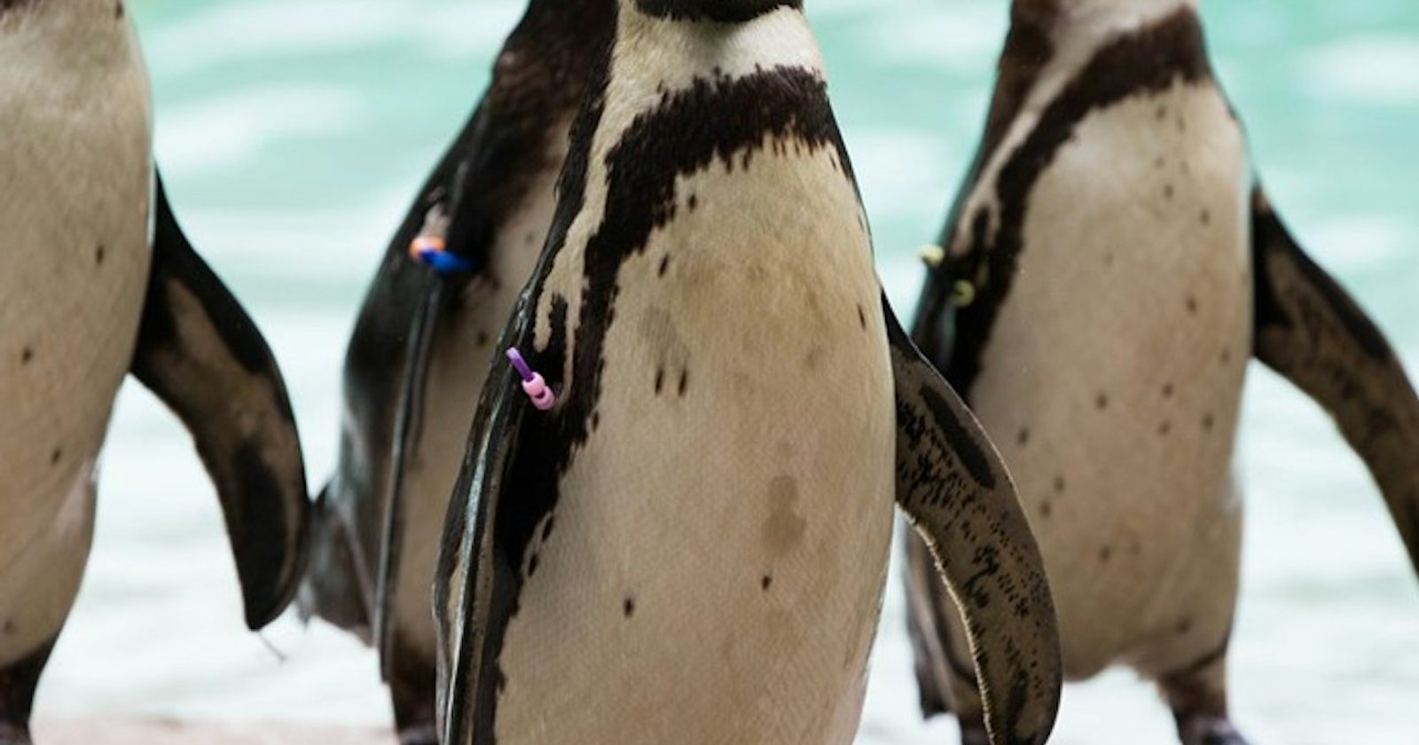London Zoo, a family day out in Regent's Park