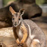 Featherdale Sydney Wildlife Park: Entry Ticket