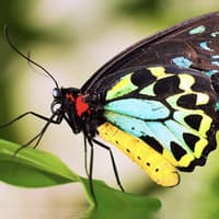 Grand Kuranda Day Tour & Transfer from Cairns — gallery 2