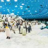 Loro Parque Entry Tickets — gallery 4