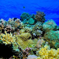 Hurghada: Guided Scuba Diving Experience + Roundtrip Transfer + Lunch — gallery 2