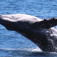 Whale Watching Cruise Gold Coast tickets, Main Beach, photo 3