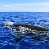 Small-Group Whale Watching Cruise from Maʻalaea Harbor