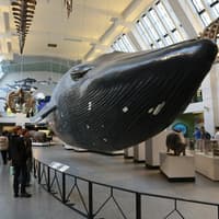 Natural History Museum London: Audio Guide App — gallery 1