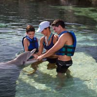 Delphinus Xcaret: Entry Ticket + Transfers + Swim with Dolphins