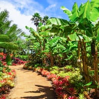 Haleiwa & Dole Plantation Express Half-Day Tour — gallery 3