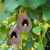 Bloedel Conservatory: Entry Ticket — gallery 3
