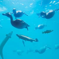 Time Tripper: Hidden Underwater Theatre Experience Tickets — gallery 4