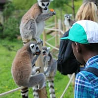 Safari Thoiry: Entry Ticket