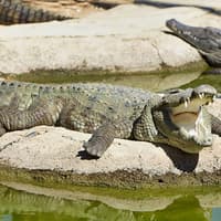 Ohne-Anstehen-Tickets für den Krokodilpark, Crocodile Park Torremolinos C/ Cuba, Málaga