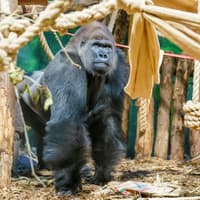 Zoo Nights at London Zoo