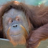 Woodland Park Zoo: Skip The Line Ticket — gallery 2