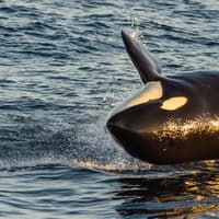 Long Beach: Whale and Dolphin Watching Cruise — gallery 4