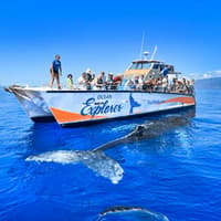 Small-Group Whale Watching Cruise from Maʻalaea Harbor