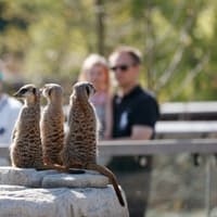 Copenhagen ZOO: Skip The Line Ticket