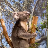 Blue Mountains & Parramatta River: Full-Day Trip from Sydney — gallery 2