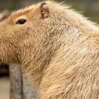 London Zoo: Entry Ticket — gallery 5