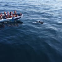 Prohlídka sledování delfínů z Lagosu, Lagos