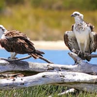 Murray River Lunch Cruise, Perth