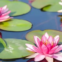 From Paris: Monet’s Garden Guided Tour with Transfers — gallery 3