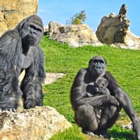 Bioparc Valencia Tickets — gallery 1