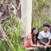 Koala Conservation Reserve Tickets & Optional Entry to Phillip Island Nature Parks — gallery 3