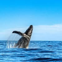 Small-Group Whale Watching Cruise from Maʻalaea Harbor
