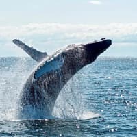 Whale Watching Cruise with Beverages & Snacks tickets, Gold Coast, photo 1