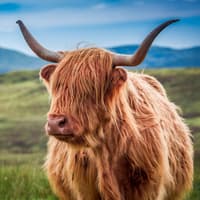 From Edinburgh: Loch Ness, Glencoe & The Highlands Day Trip — gallery 3
