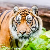Zoo Nights at London Zoo