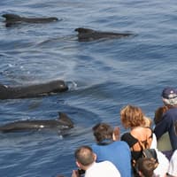 Aquarium of Genoa & Whale Watching Cruise — gallery 1