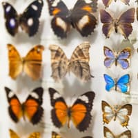Melbourne Musuem Tickets — gallery 3