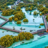 Jubail Mangrove Park: Boardwalk Experience Tour