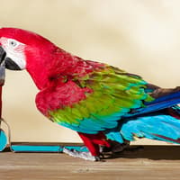 Dubai Dolphinarium: Creek Park Exotic Bird Show Tickets — gallery 3