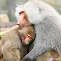 સિડની જૂની ટિકિટો, Sydney Zoo, Sydney