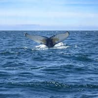 Reykjavik: Whale Watching Boat Tour — gallery 5