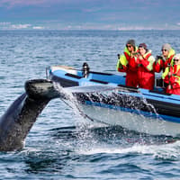 Husavik: Whale Watching and Puffin Tour on RIB speedboat — gallery 1