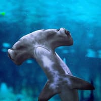 National Aquarium Abu Dhabi Tickets — gallery 4