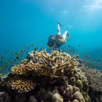Frankland Islands Reef: Guided Day Cruise from Cairns + Snorkeling + Lunch — gallery 2