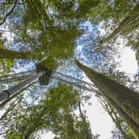 Otway Fly Treetop Adventures: Treetop Walk