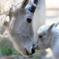 Woodland Park Zoo: Skip The Line Ticket — gallery 3